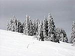 Tannen am Feldberg trotzen jedem Schneetreiben