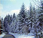 folgen einer schmalen Straße durch den verschneiten Wald bis zum Ortsschild von Höchenschwand 